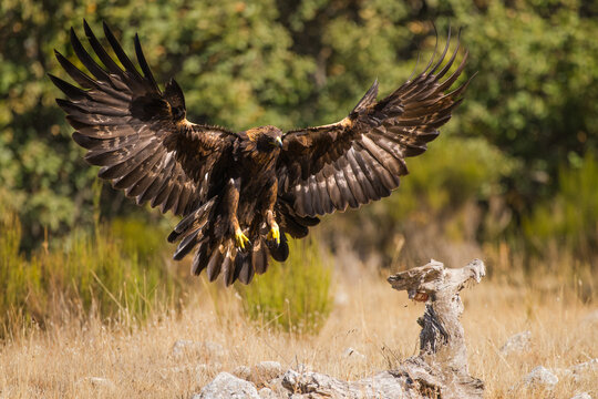 Golden eagle landing with outstretched wings