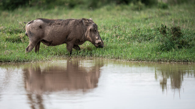 Warthog walking near water with reflection, grazing in green