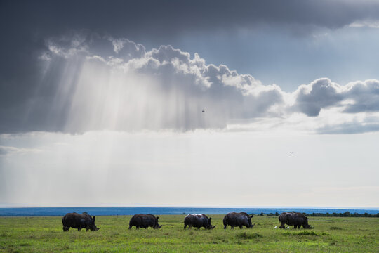 Rhinoceros herd grazing on the open savannah, showing sun rays