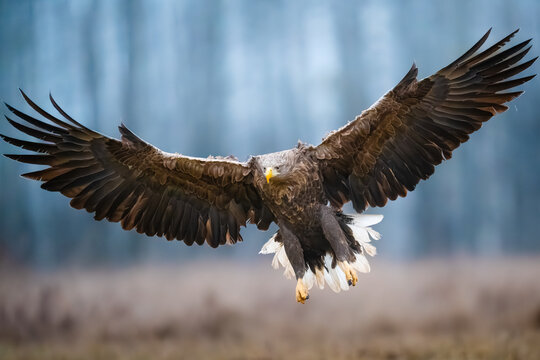 Sea eagle coming in for a landing, wings outstretched