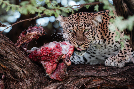Leopard eating fresh kill in tree, feeding on carcass