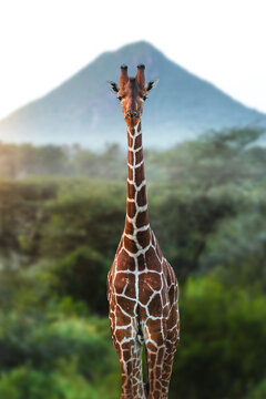 Giraffe standing tall with mount kenya in background