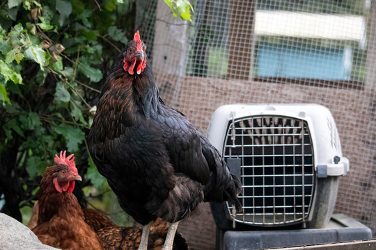 Black rooster at a house in Soldotna, Alaska on a summer day.