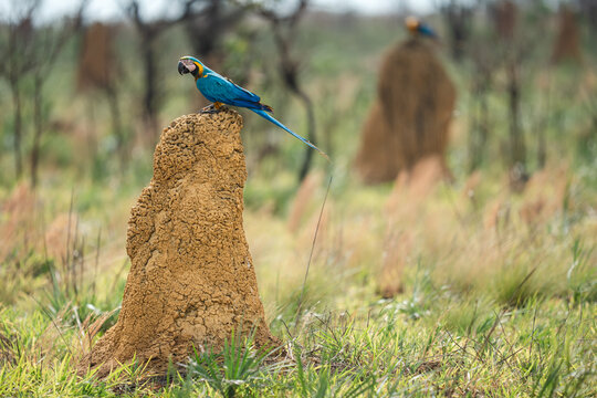 Blue and yellow macaw perching on termite mound