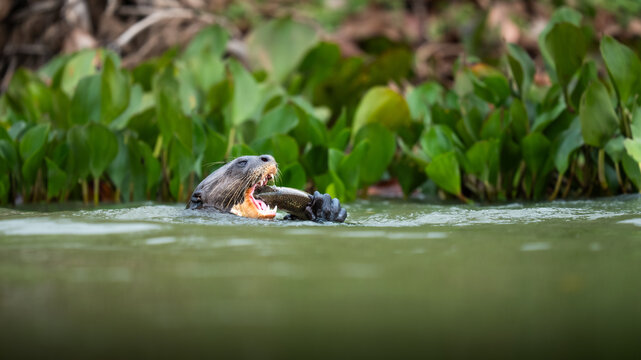 Giant otter pteronura brasiliensis eating fish in river