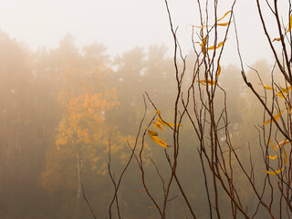 Jesienne mgły i krople rosy na gałęziach i roślinach o poranku. Kolorowe drzewa. Autumn mists and dewdrops on plants in the morning. © Anita