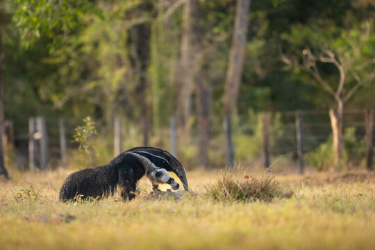 Giant anteater foraging in dry grass pantanal brazil