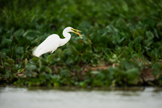 Great egret catching fish in lush wetland habitat