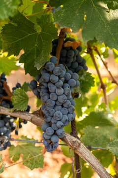 Ripe grapes weigh down the vine at the end of summer