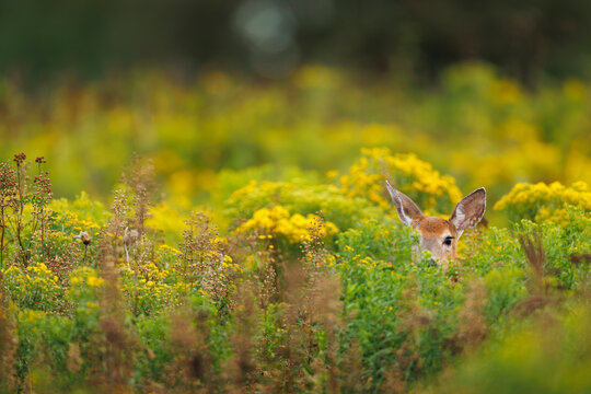 Fawn in Goldenrod