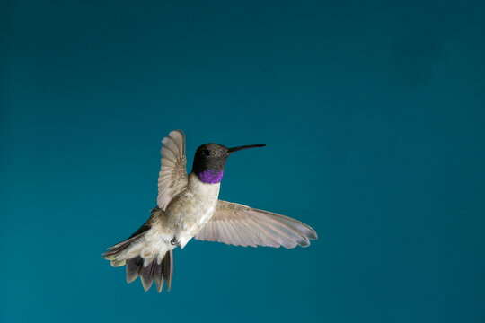 Black-chinned hummingbird in flight