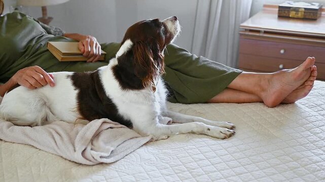 Woman relaxing at home while gently stroking her Springer Spaniel, enjoying peaceful quality time with her dog in a cozy domestic setting, everyday pet companionship