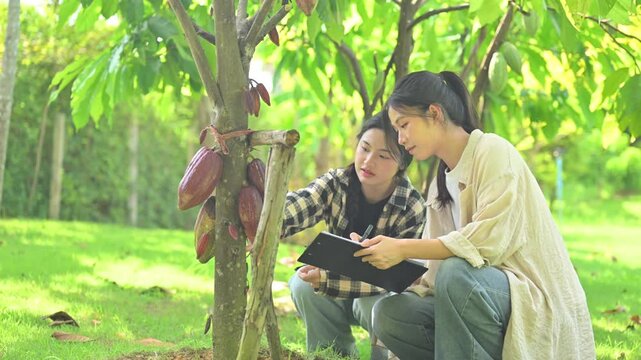Two Young Women Inspecting Cacao Pods on a Tree While Reviewing Notes on a Clipboard in a Plantation
