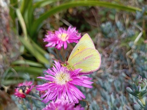 Mariposa posada sobre una flor morada
