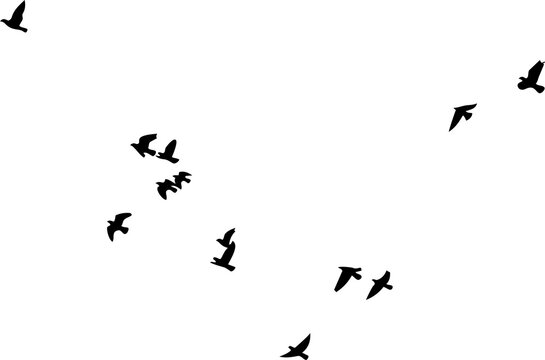 Black flock of birds flying against a clear white sky with a group