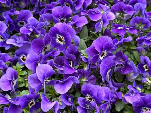 Violet pansy Viola wittrockiana purple flowers