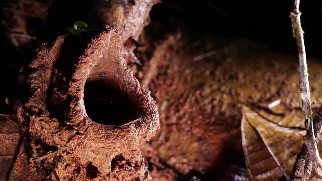 Entrance to a meliponine bee nest, situated on a leaf cutter ant mound in rainforest, Ecuador. Bees swarming out of hole 
