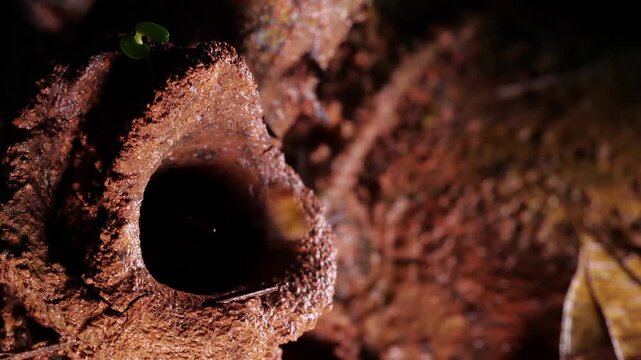 Entrance to a meliponine bee nest, situated on a leaf cutter ant mound in rainforest, Ecuador. Bees swarming out of hole 