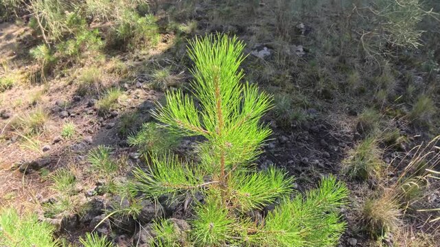 close up apical clusters of needles young pine tree in Etna Park, Sicily, Italy