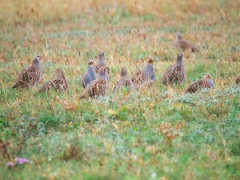 A flock of ten grey partridges (Perdix perdix), part of a larger group encountered on a rain-soaked meadow in Europe on a rainy October day