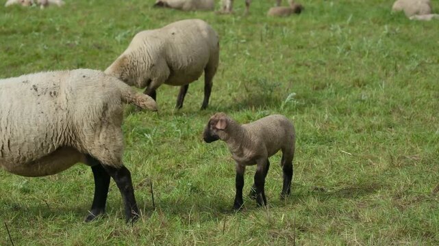 Injured Young Animal Struggling to Walk Behind Its Mother