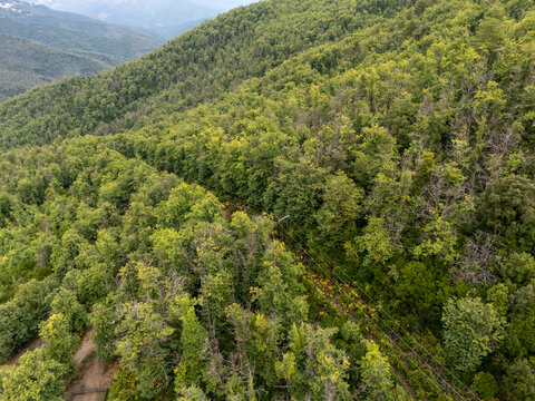 Forested Corsican hills with power lines crossing the canopy
