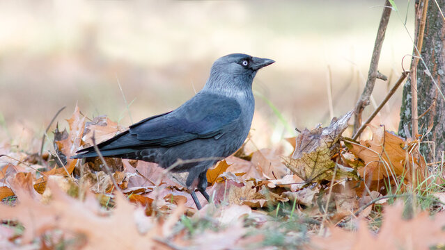 blackbird on a grass