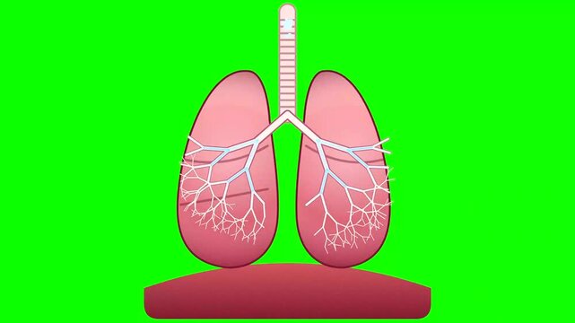 Respiratory System Anatomy Diagram Showing Lungs and Diaphragm Movement in Motion