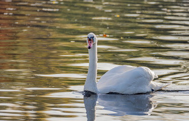 Frontal View of a Mute Swan Swimming in Golden Water © Marrow83