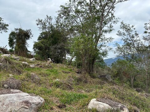 Pobrero con vaca en el camp