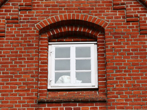 A white-framed six-pane wooden window set into a vibrant red brick masonry wall under a segmented arch. The clean symmetry of the vintage architecture and the contrasting colors provide a classic, rus