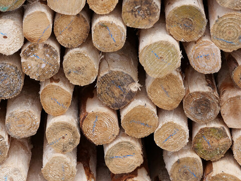 the circular ends of a large stack of wooden stakes. The details highlights the rustic textures, growth rings, and varied shapes of the timber logs, creating a geometric and abstract pattern.