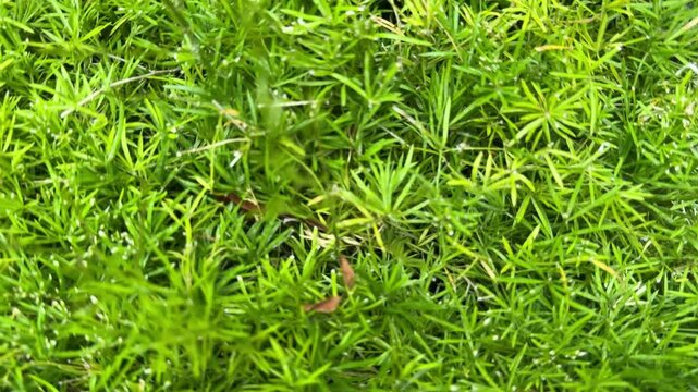 Dense green foliage texture of Asparagus densiflorus fern, natural botanical seamless needle leaf background, slow motion 4K video