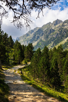 Hiking trail winding through pine forest leading to the Lac de Gaube glacial lake from the Puntas viewpoint, Parc National des Pyr&eacute;n&eacute;es, Cauterets