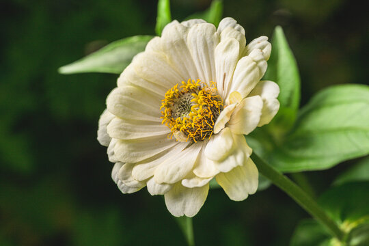 White zinnia Zinnia elegans flower blooming against dark garden background.