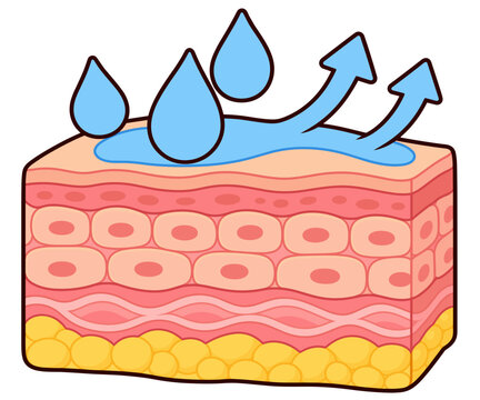 Skin Hydration and Moisture Barrier Anatomy Cartoon Illustration