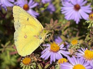 butterfly on yellow flower © Sophia
