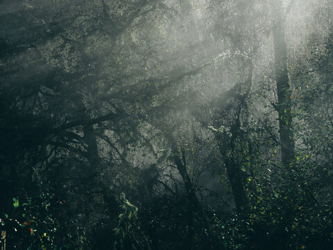 misty morning in the forest