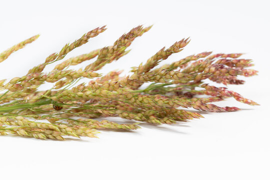 A close-up of ripe millet lying on a white background. A ladybug is hiding among the grains.