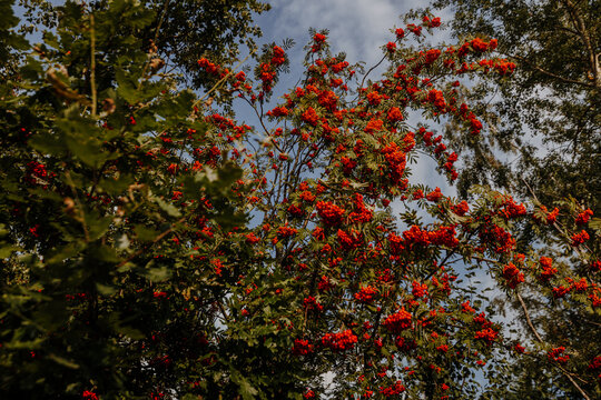 Rowan tree full of red berries