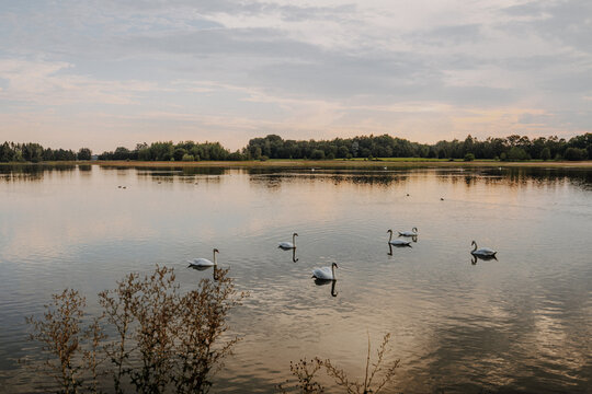Swans on Plothener Teiche at sunset