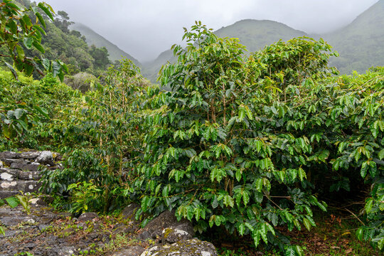Coffee plants growing in Faj&atilde; dos Vimes, Sao Jorge, Azores