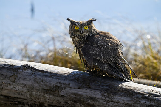 Great Horned Owl Bubo virginianus in wet condition with two large yellow eyes on edge of water