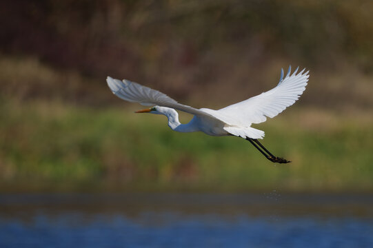 great white heron in flight