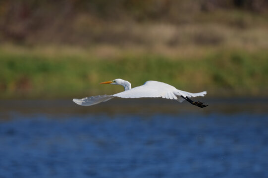 great white heron in flight