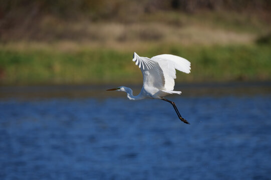 snowy egret in flight