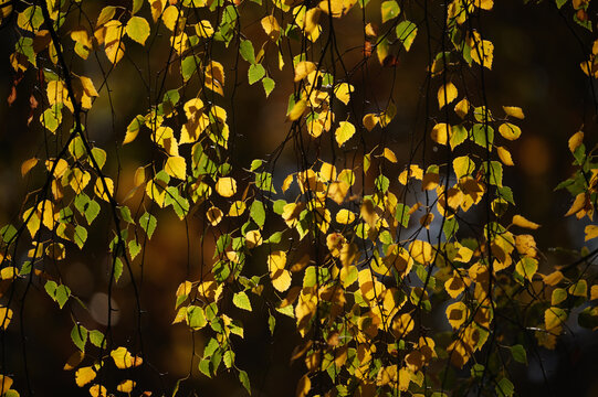 autumn leaves background