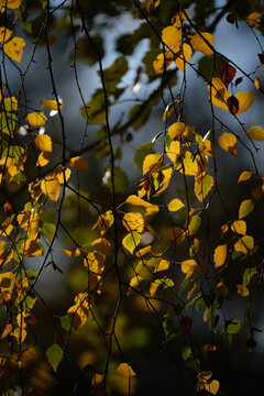 autumn leaves on the tree