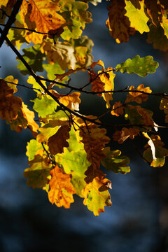 autumn maple leaves