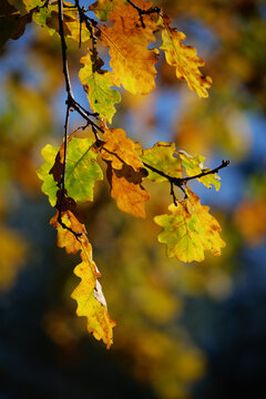 autumn leaves in the wind